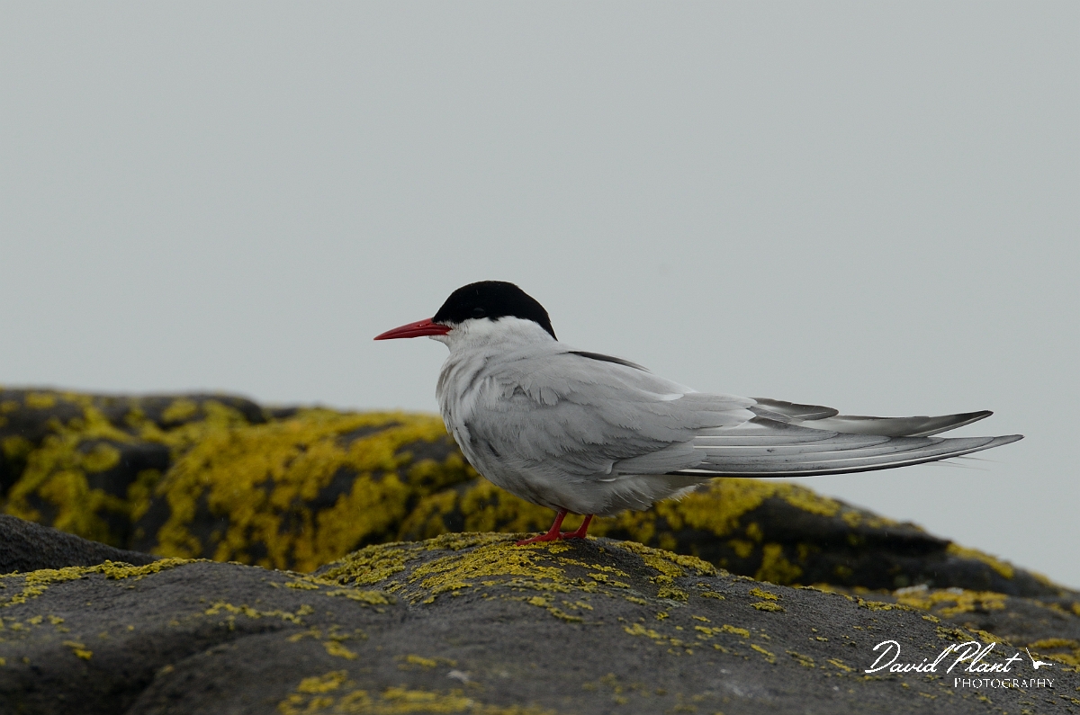 David Plant Photography - Wildlife Photography - Arctic tern - N.jpg - Arctic tern on rocks - Argyll and Bute