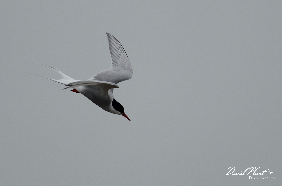 David Plant Photography - Wildlife Photography - Arctic tern - O.jpg - Arctic tern dving - Argyll and Bute