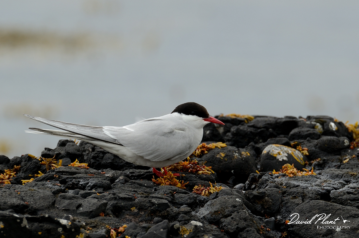 David Plant Photography - Wildlife Photography - Arctic tern - R.jpg - Arctic tern on rocks - Argyll and Bute
