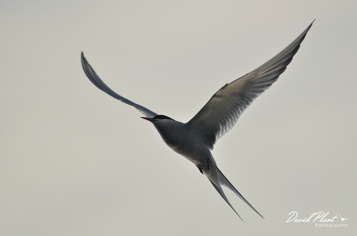 David Plant Photography - Wildlife Photography - Arctic tern - S.jpg - Arctic tern in evening light - Argyll and Bute
