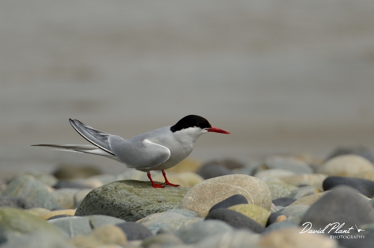David Plant Photography - Wildlife Photography - Arctic tern - T.jpg - Arctic tern on pebble beach - Anglesey