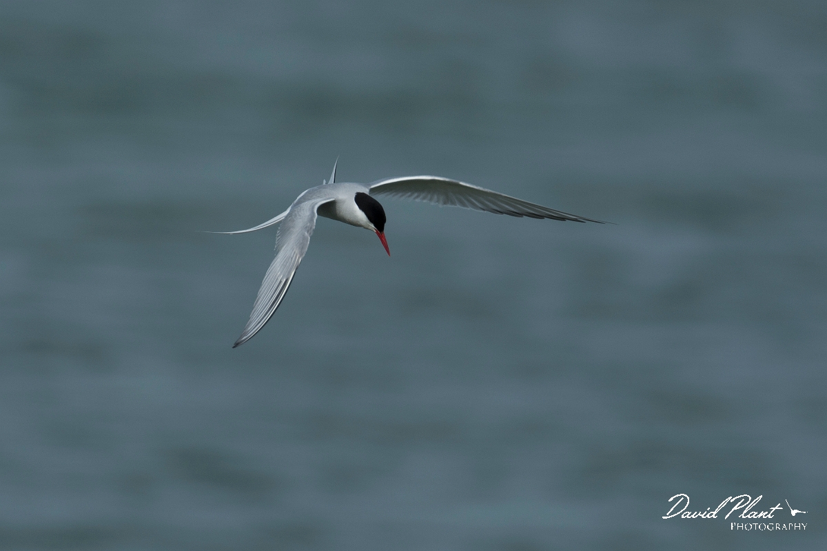David Plant Photography - Wildlife Photography - Arctic tern - V.jpg - Arctic tern - Anglesey