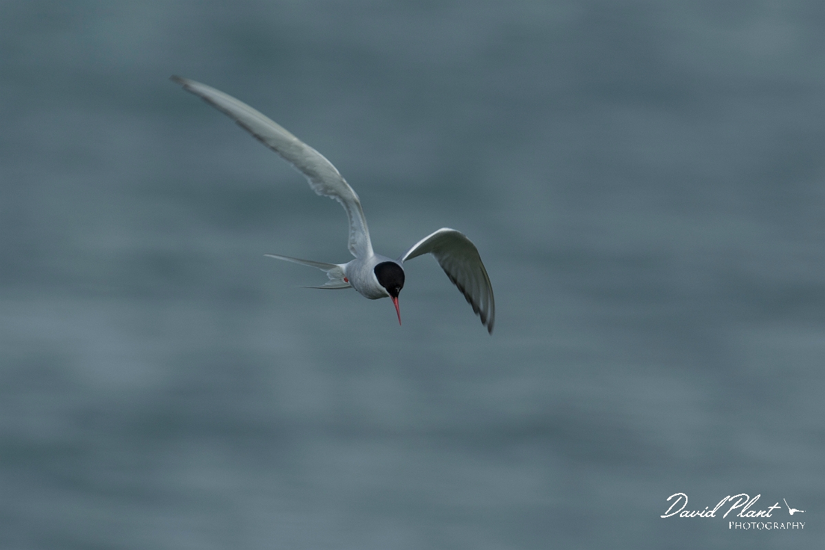 David Plant Photography - Wildlife Photography - Arctic tern - W.jpg - Arctic tern - Anglesey