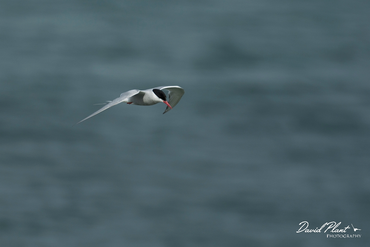 David Plant Photography - Wildlife Photography - Arctic tern - X.jpg - Arctic tern - Anglesey