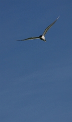 David Plant Photography - Wildlife Photographer - Arctic tern in flight - D