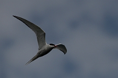 David Plant Photography - Wildlife Photography - Arctic tern - E
