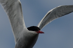 David Plant Photography - Wildlife Photography - Arctic tern - F