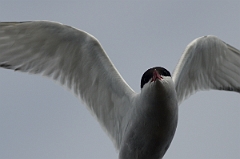 David Plant Photography - Wildlife Photography - Arctic tern - G