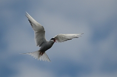 David Plant Photography - Wildlife Photography - Arctic tern - H
