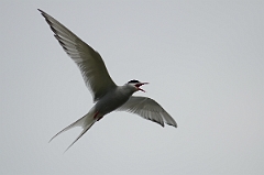 David Plant Photography - Wildlife Photography - Arctic tern - J