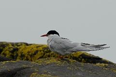 David Plant Photography - Wildlife Photography - Arctic tern - N