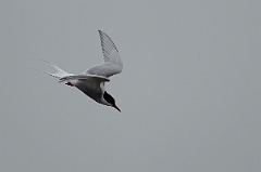 David Plant Photography - Wildlife Photography - Arctic tern - O
