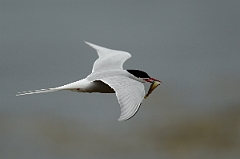 David Plant Photography - Wildlife Photography - Arctic tern - P