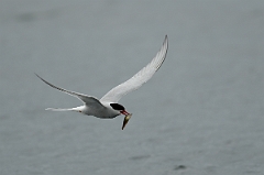 David Plant Photography - Wildlife Photography - Arctic tern - Q