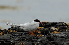 David Plant Photography - Wildlife Photography - Arctic tern - R