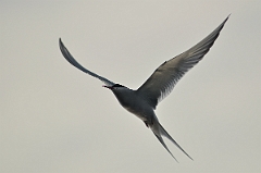 David Plant Photography - Wildlife Photography - Arctic tern - S