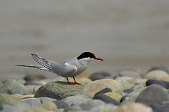 David Plant Photography - Wildlife Photography - Arctic tern - T