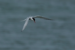 David Plant Photography - Wildlife Photography - Arctic tern - V