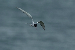 David Plant Photography - Wildlife Photography - Arctic tern - W