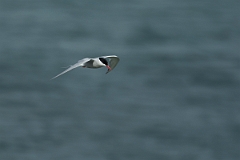 David Plant Photography - Wildlife Photography - Arctic tern - X