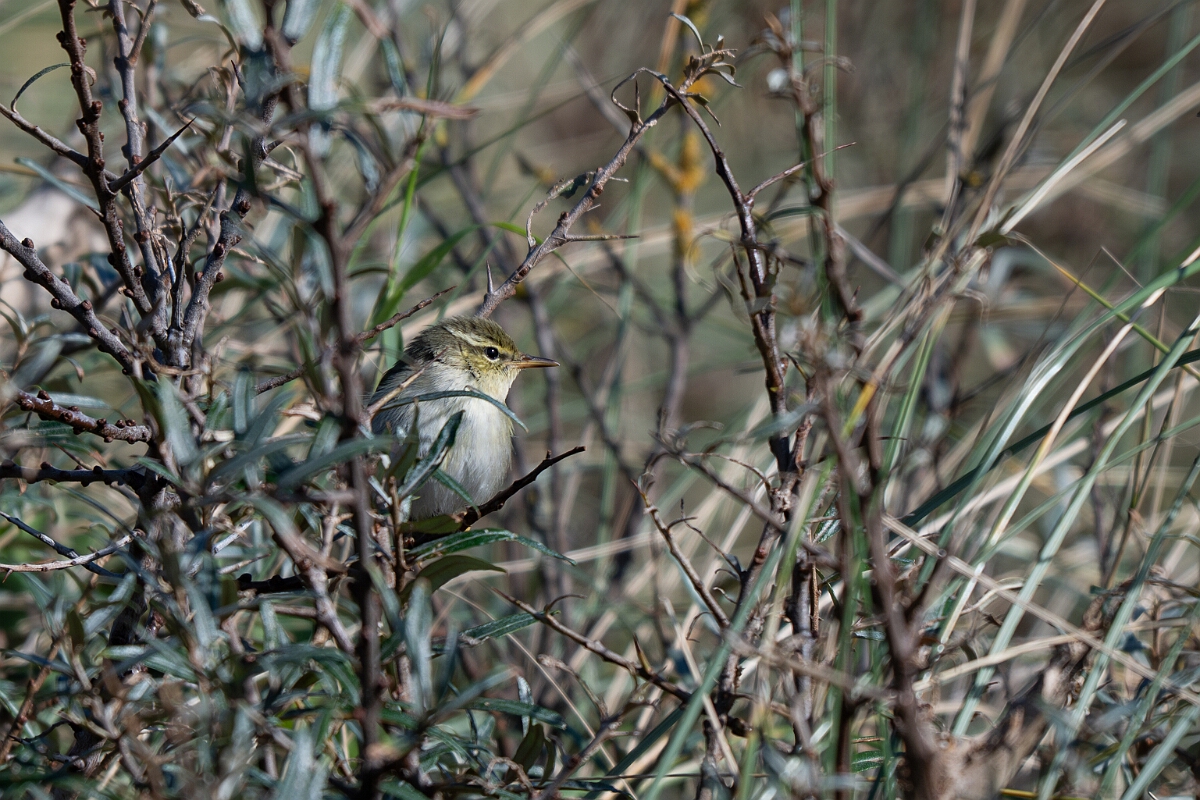 David Plant Photography - Wildlife Photographer - Arctic warbler - A.jpg - Arctic warbler - East Riding of Yorkshire