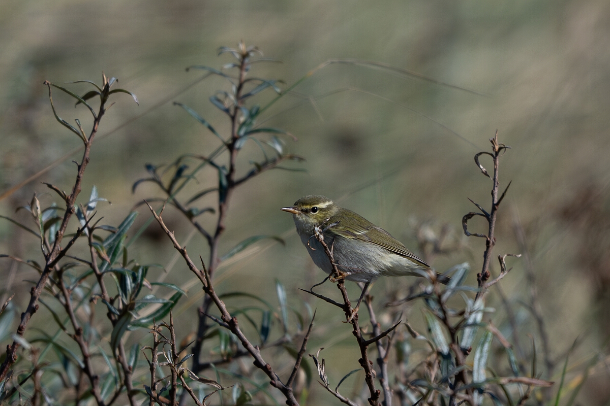 David Plant Photography - Wildlife Photographer - Arctic warbler - B.jpg - Arctic warbler - East Riding of Yorkshire