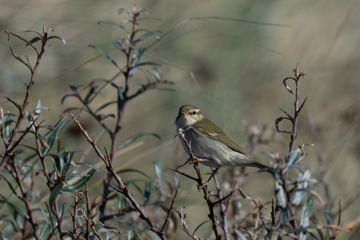 David Plant Photography - Wildlife Photographer - Arctic warbler - C.jpg - Arctic warbler - East Riding of Yorkshire