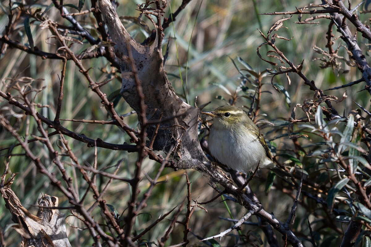 David Plant Photography - Wildlife Photographer - Arctic warbler - D.jpg - Arctic warbler - East Riding of Yorkshire