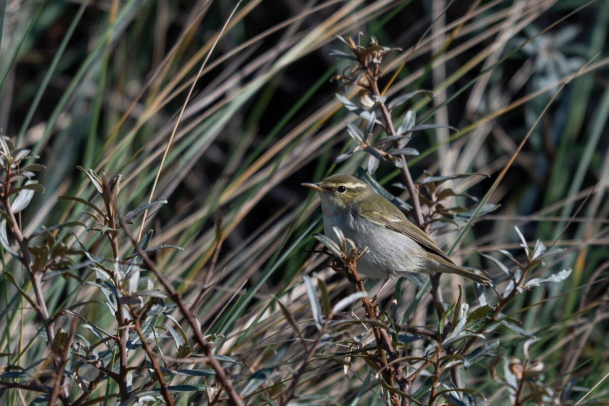 David Plant Photography - Wildlife Photographer - Arctic warbler - E.jpg - Arctic warbler - East Riding of Yorkshire