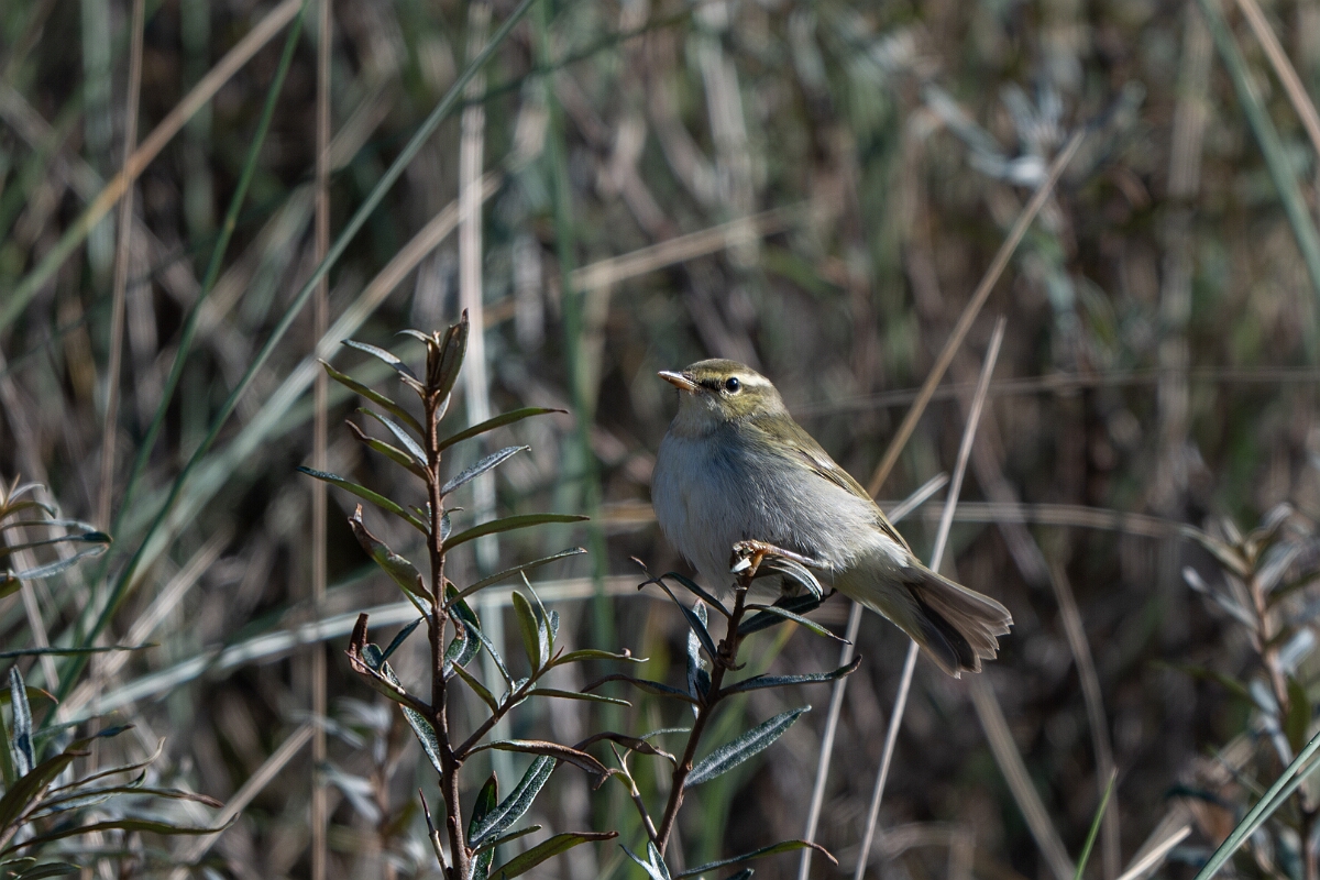 David Plant Photography - Wildlife Photographer - Arctic warbler - G.jpg - Arctic warbler - East Riding of Yorkshire