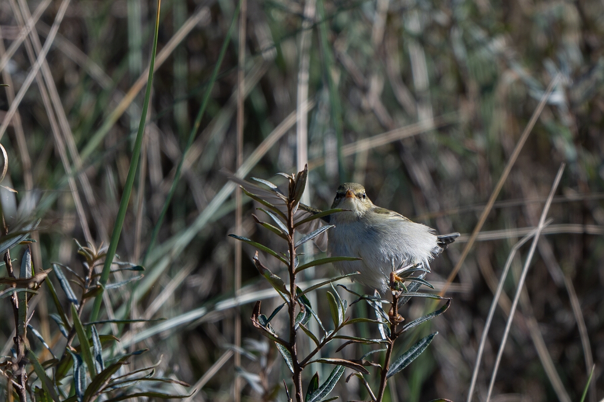 David Plant Photography - Wildlife Photographer - Arctic warbler - H.jpg - Arctic warbler - East Riding of Yorkshire