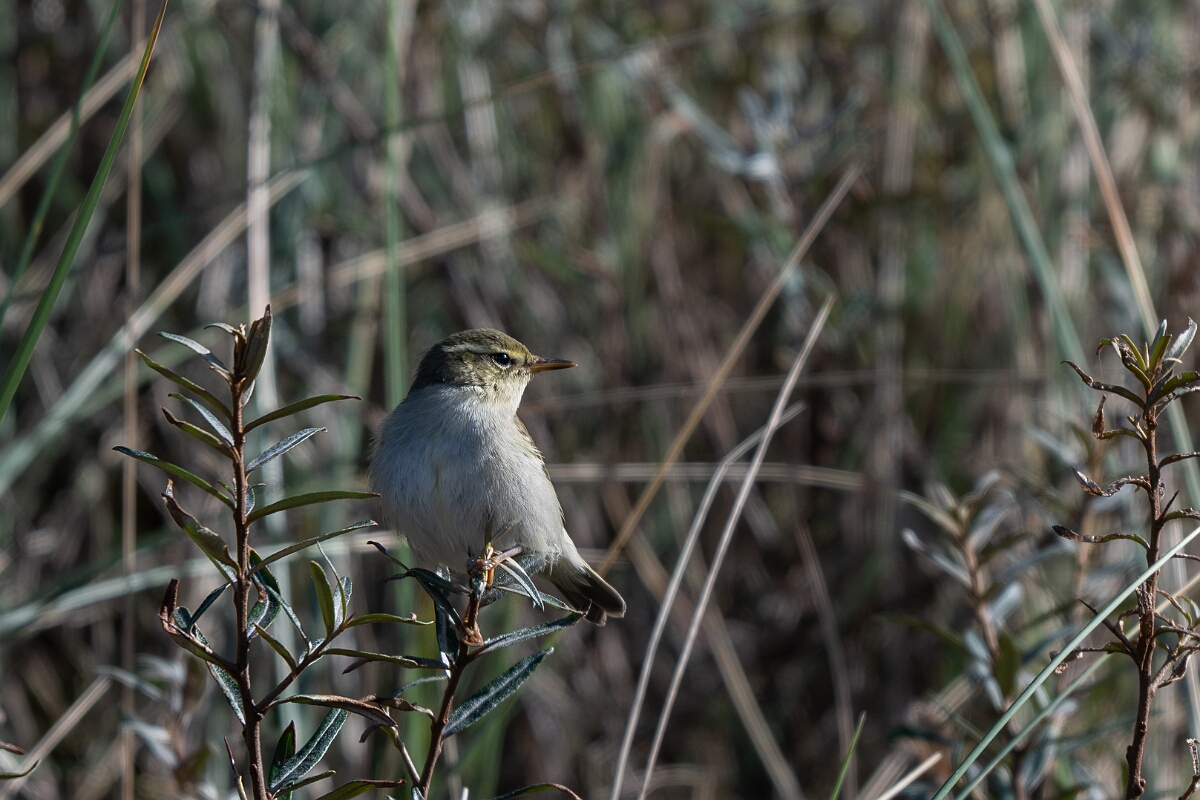 David Plant Photography - Wildlife Photographer - Arctic warbler - I.jpg - Arctic warbler - East Riding of Yorkshire