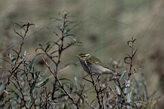 David Plant Photography - Wildlife Photographer - Arctic warbler - B