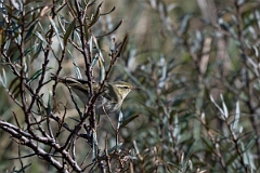 David Plant Photography - Wildlife Photographer - Arctic warbler - F