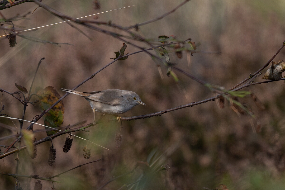 David Plant Photography - Wildlife Photography - Asian desert warbler - A.jpg - Asian desert warbler - Norfolk