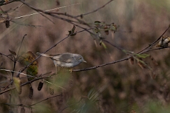 David Plant Photography - Wildlife Photography - Asian desert warbler - A