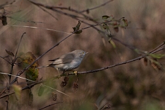David Plant Photography - Wildlife Photography - Asian desert warbler - C