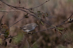 David Plant Photography - Wildlife Photography - Asian desert warbler - D