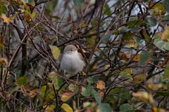 David Plant Photography - Wildlife Photography - Asian desert warbler - E