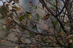 David Plant Photography - Wildlife Photography - Asian desert warbler - F