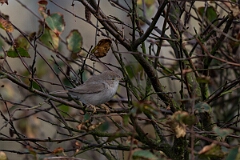 David Plant Photography - Wildlife Photography - Asian desert warbler - G