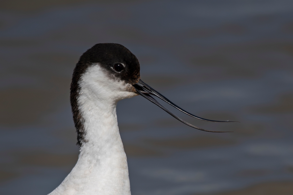 David Plant Photography - Wildlife Photography - Avocet - AH.JPG - Avocet - Norfolk