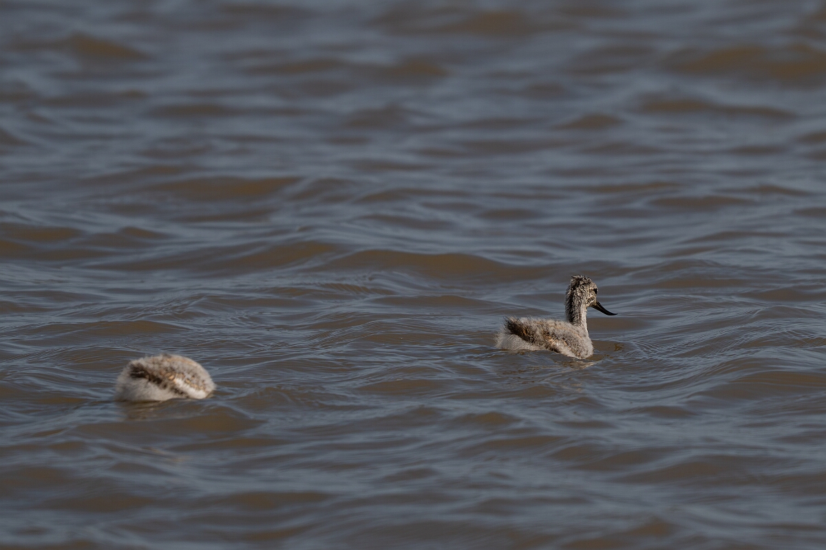 David Plant Photography - Wildlife Photography - Avocet - AK.jpg - Avocet, juveniles - Norfolk