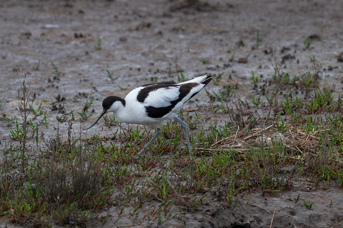 David Plant Photography - Wildlife Photography - Avocet - AL.jpg - Avocet and nest - Norfolk