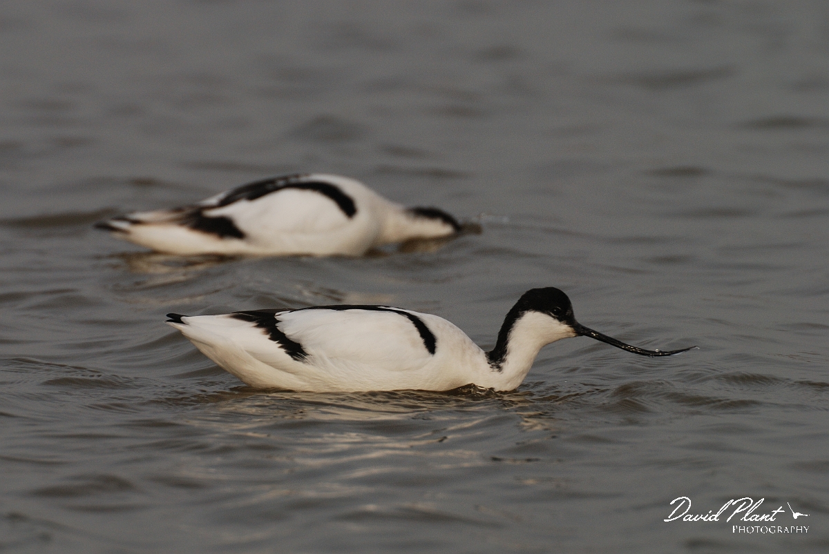 David Plant Photography - Wildlife Photography - Avocet - B.jpg - Avocet pair - Suffolk