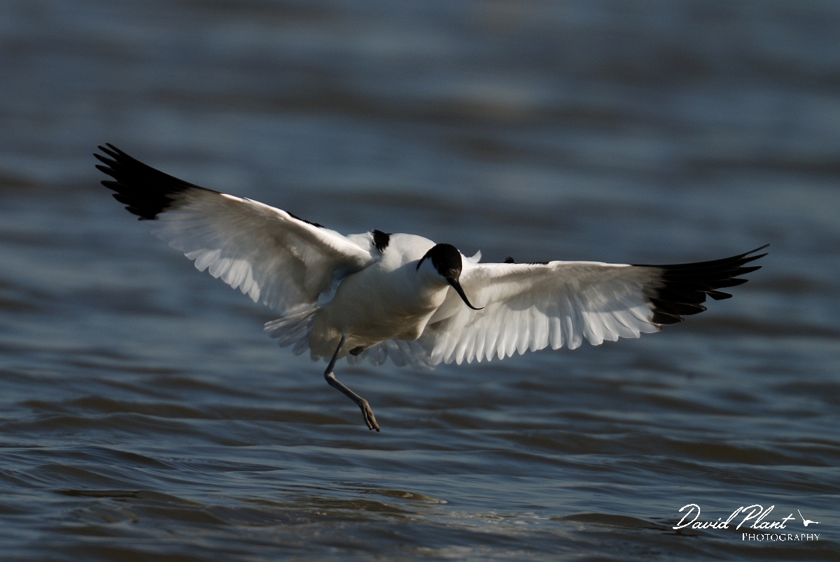 David Plant Photography - Wildlife Photography - Avocet - D.jpg - Avocet coming into land on water - Norfolk