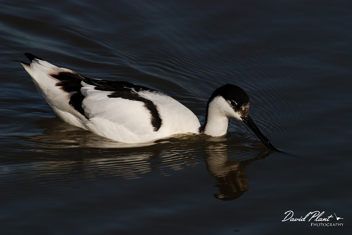 David Plant Photography - Wildlife Photography - Avocet - E.jpg - Avocet swimming - Norfolk