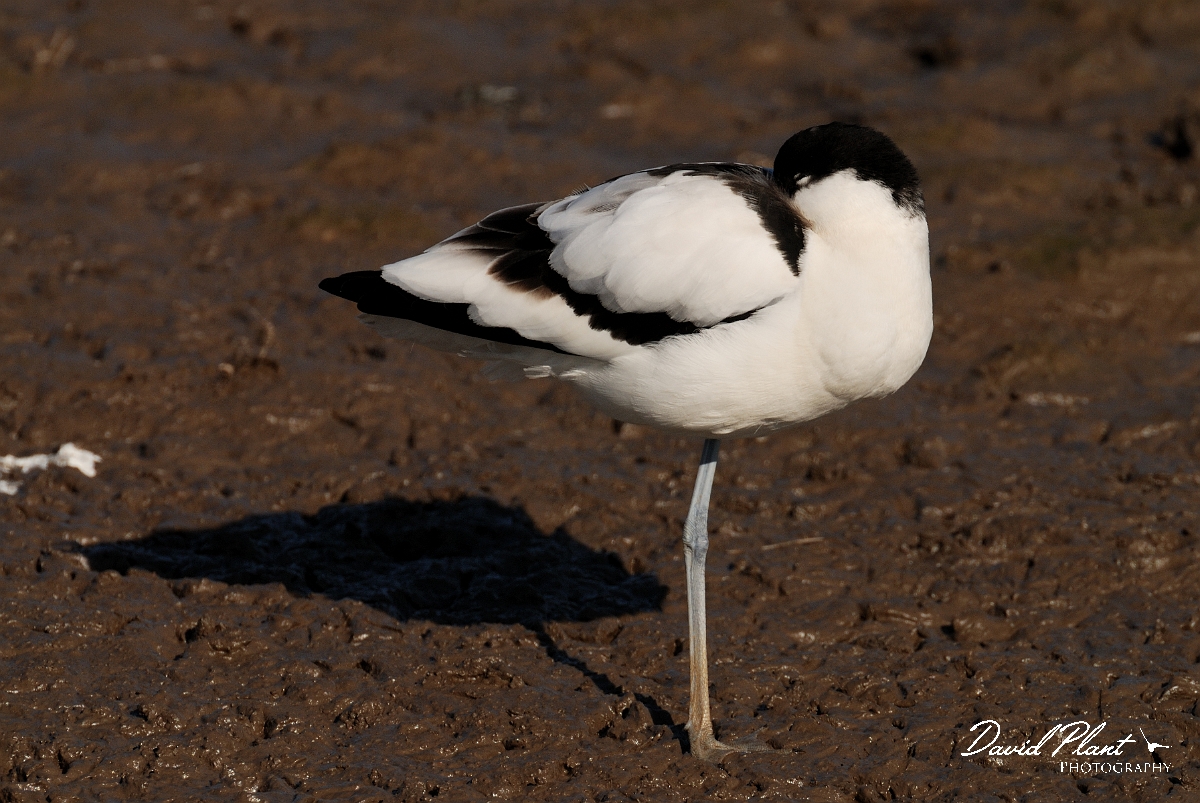 David Plant Photography - Wildlife Photography - Avocet - F.jpg - Avocet resting - Norfolk