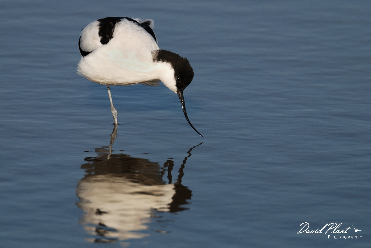 David Plant Photography - Wildlife Photography - Avocet - H.jpg - Avocet preening - Norfolk