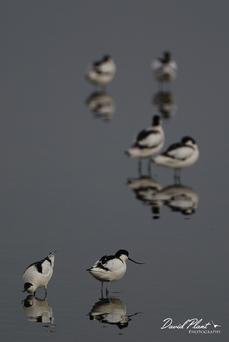 David Plant Photography - Wildlife Photography - Avocet - N.jpg - Avocet reflections - Norfolk